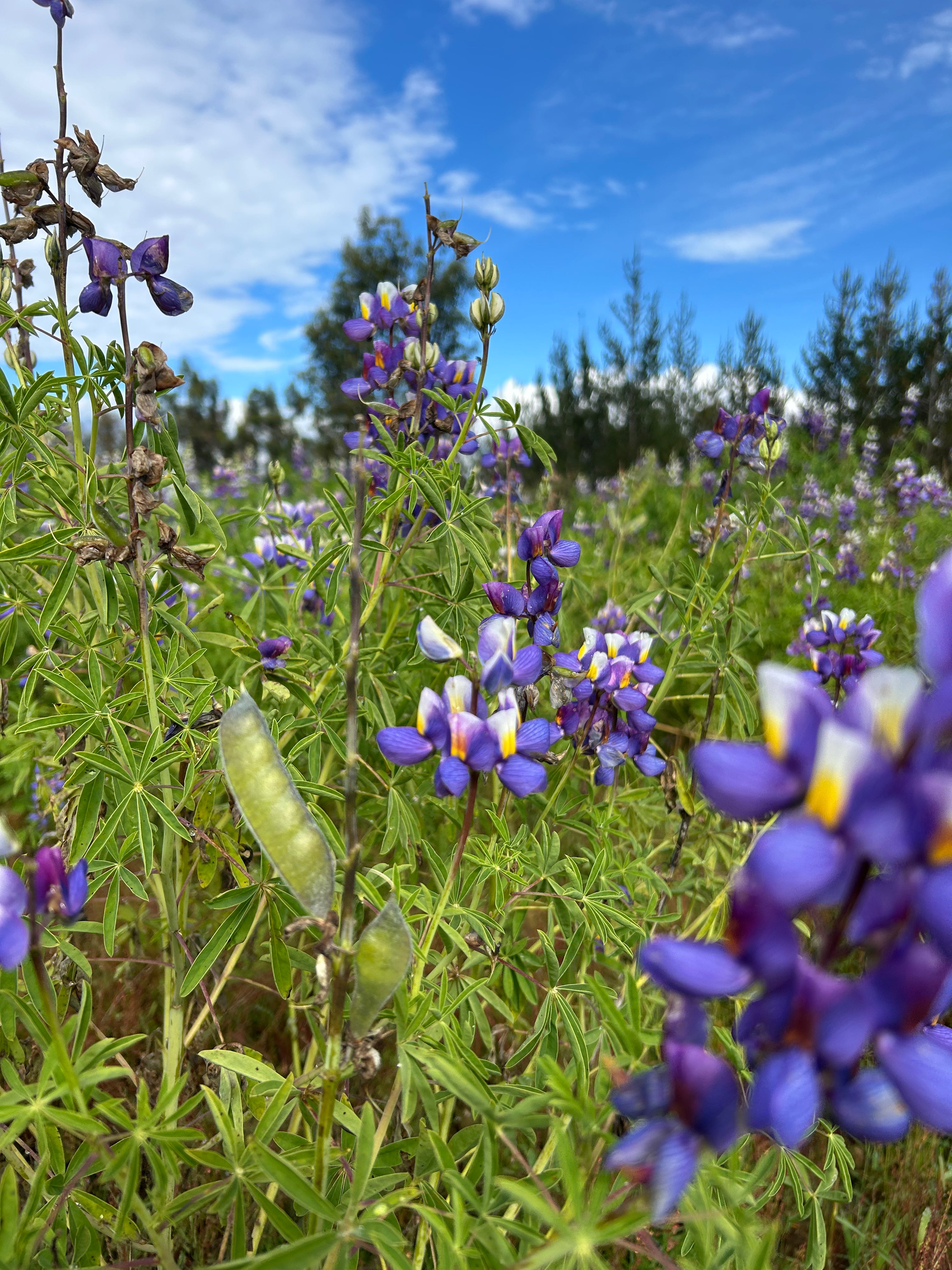 PURE CHOCHO | PLANT-BASED | 25G PROTEIN | 1 INGREDIENT | 3.3 LBS